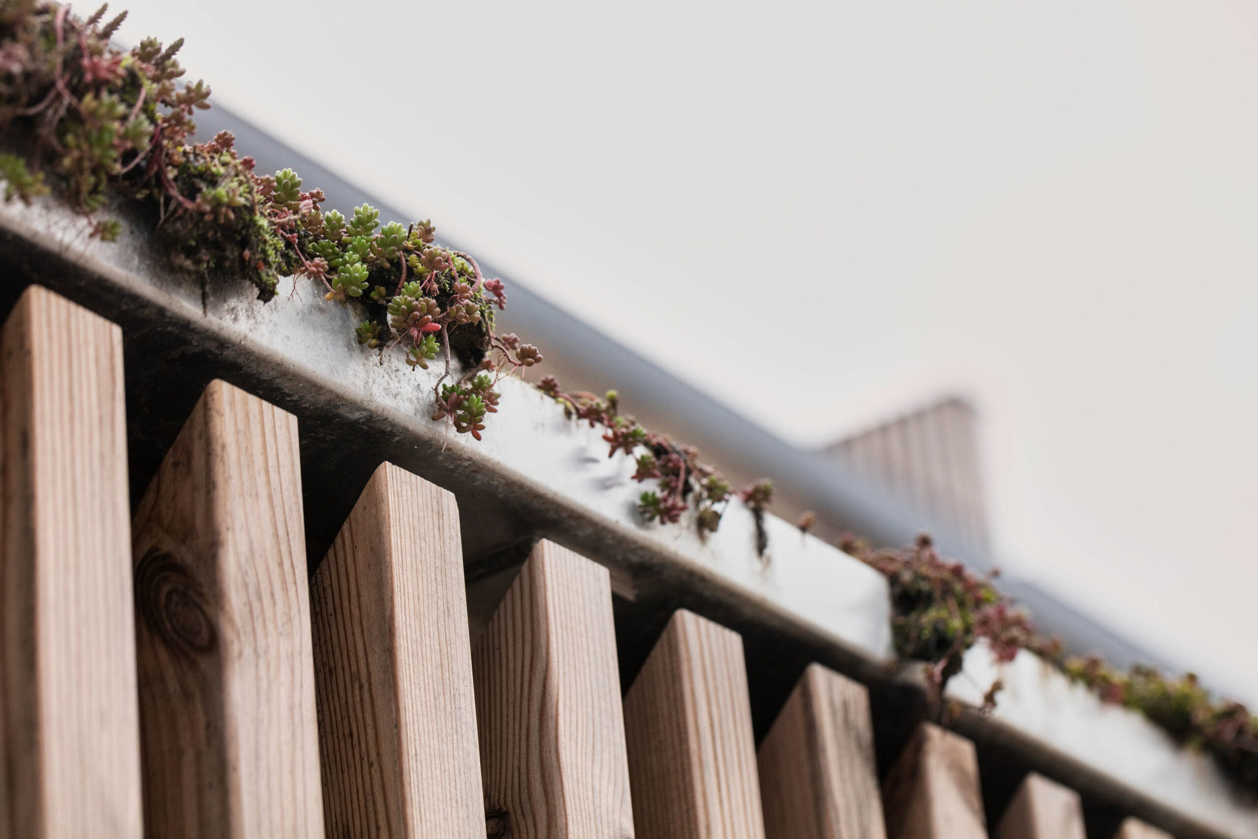 nÃ¦rbillede af beplantning pÃ¥ tag