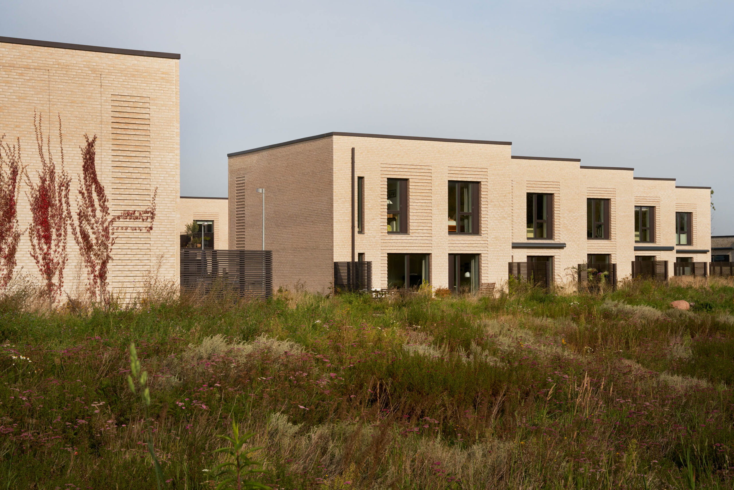 vild beplantning foran husene i Trongaarden